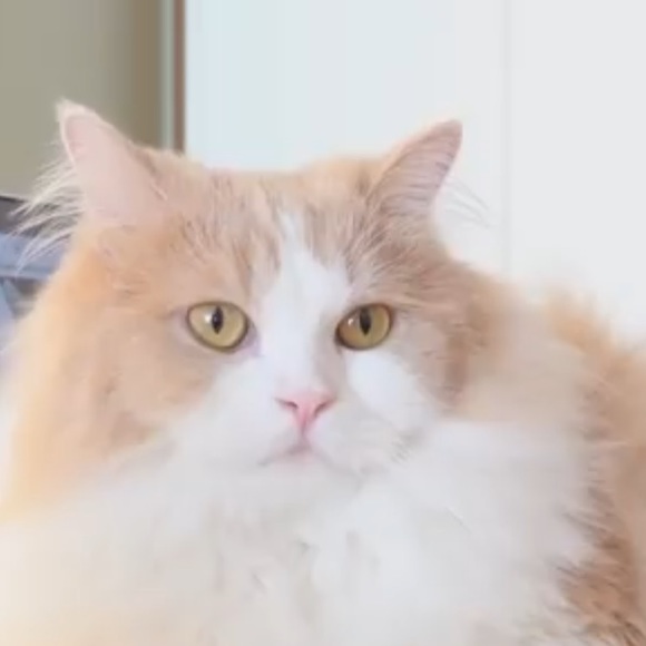 Meet your Posher, Nur - Picture 1 of 1